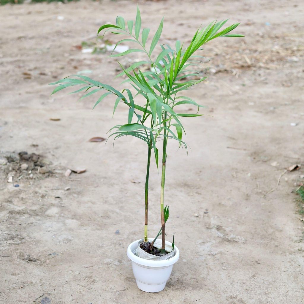 Buy Cane Palm in 10 Inch Classy White Plastic Pot Online | Urvann.com Cane Palm in 10 Inch Classy White Plastic Pot