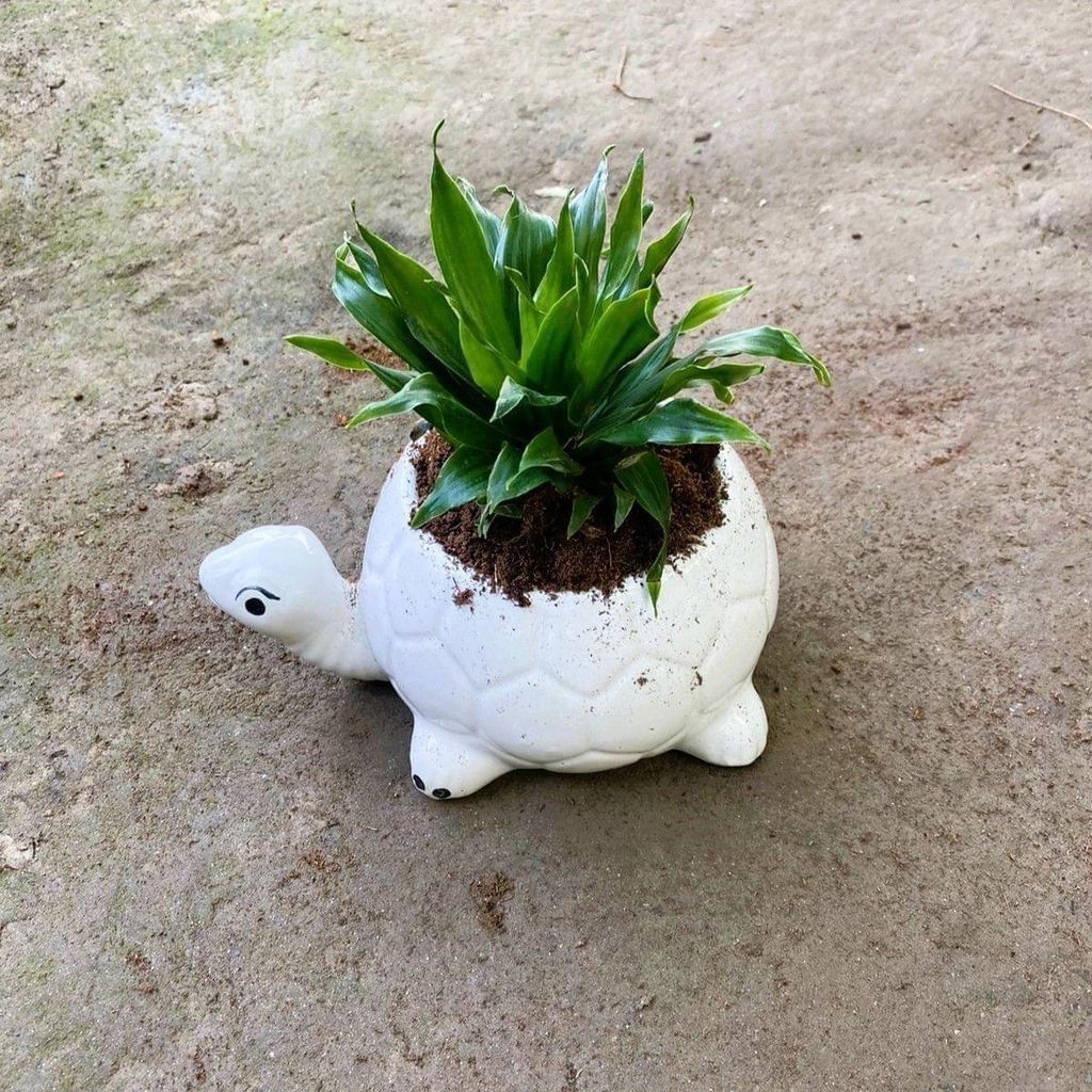Dracaena Compacta  in 6 Inch Tortoise Designer Ceramic Pot