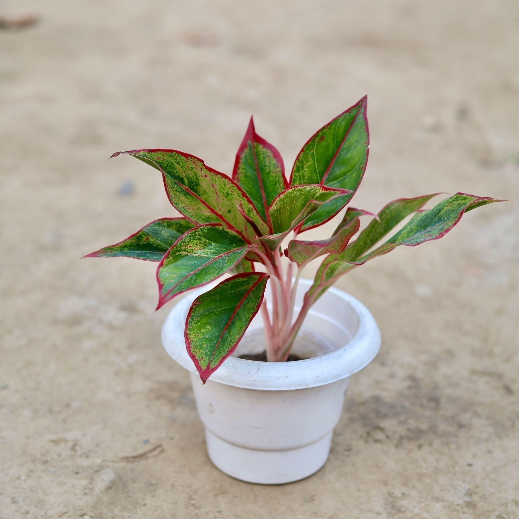 Aglaonema Lipstick in 6 Inch Classy White Plastic Pot