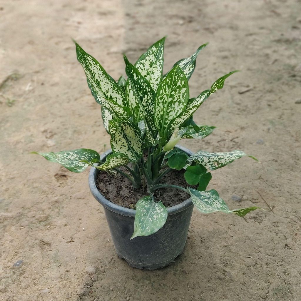 Buy Aglaonema Snow White (Multi-Stem) in 8 Inch Plastic Pot Online | Urvann.com Aglaonema Snow White (Multi-Stem) in 8 Inch Nursery Pot
