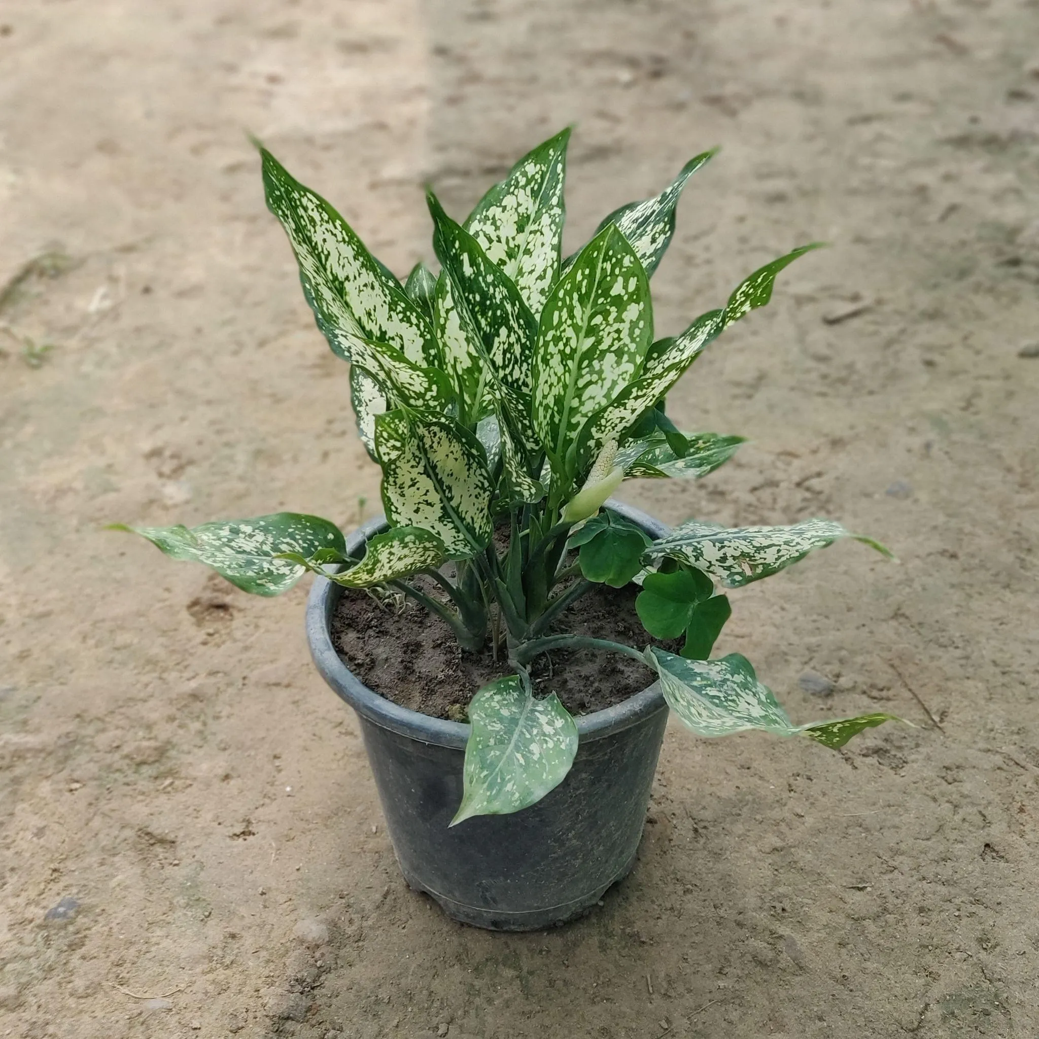 Aglaonema Snow White (Multi-Stem) in 8 Inch Nursery Pot