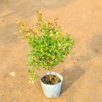 Buy Syzygium / Christina Ficus in 10 Inch Nursery Bag Online | Urvann.com