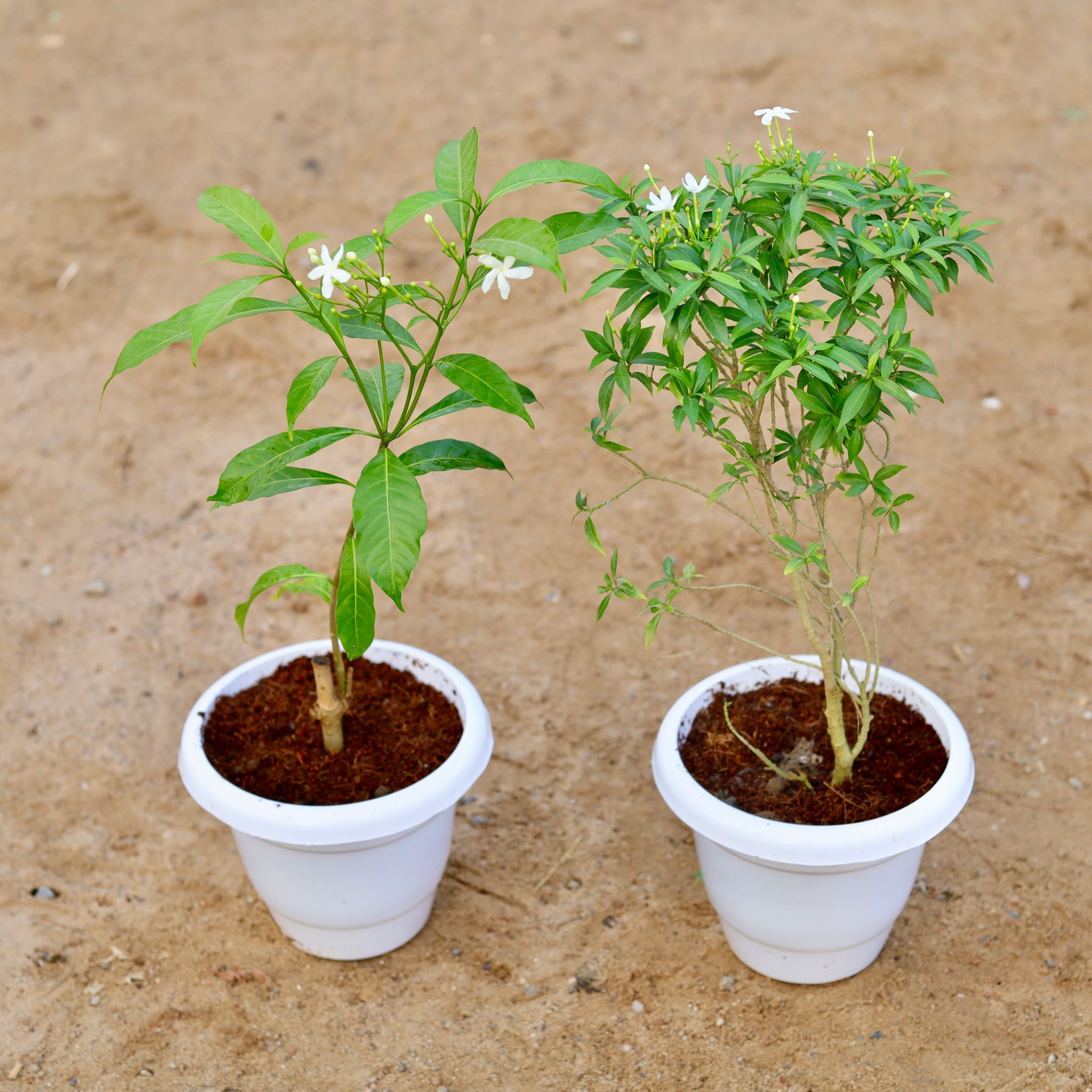 Set of 2 - Chandi (Green & Dwarf) in 8 Inch Classy White Plastic Pot