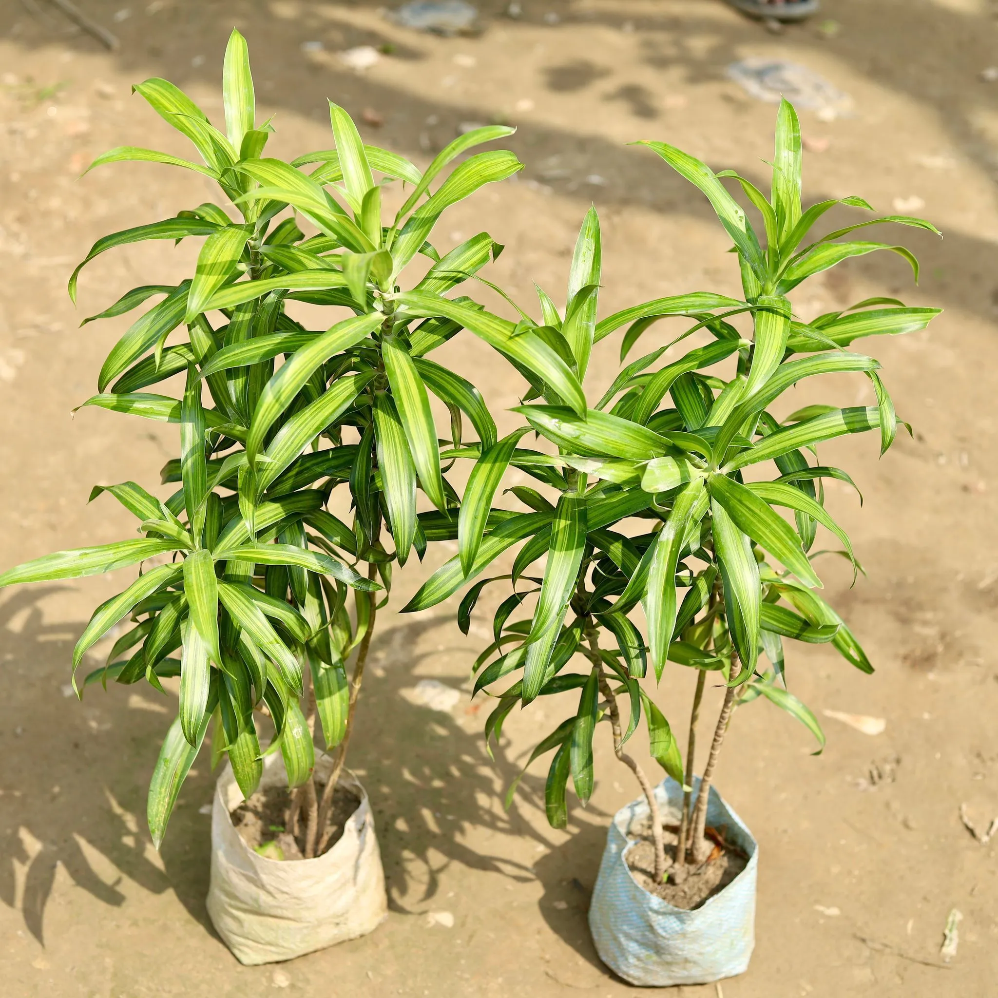 Set of 2 - Dracaena Messenger / Song Of India Green (1~2 Ft) in 7 Inch Nursery Bag