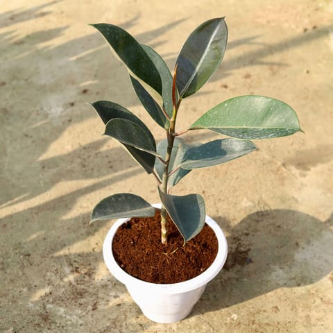 Rubber in 10 Inch Classy White Plastic Pot