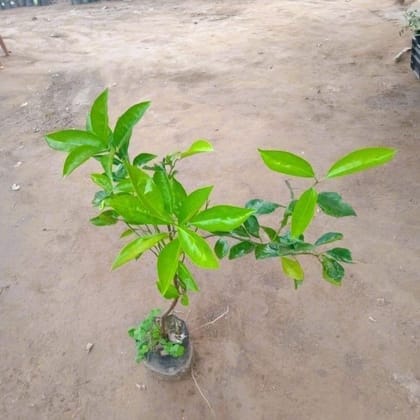 Buy Mosambi / Sweet Lemon In 5 Inch Nursery Bag Online | Urvann.com