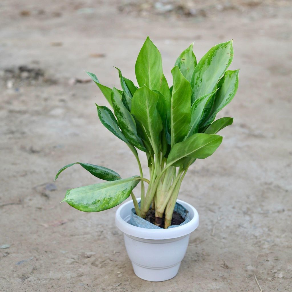 Aglaonema Maria Christina in 10 Inch Classy White Plastic Pot