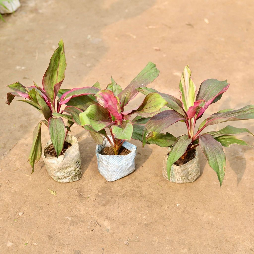 Buy Set of 3 - Dracaena Kedarnath in 5 Inch Nursery Bag Online | Urvann.com Set of 3 - Dracaena Kedarnath in 5 Inch Nursery Bag