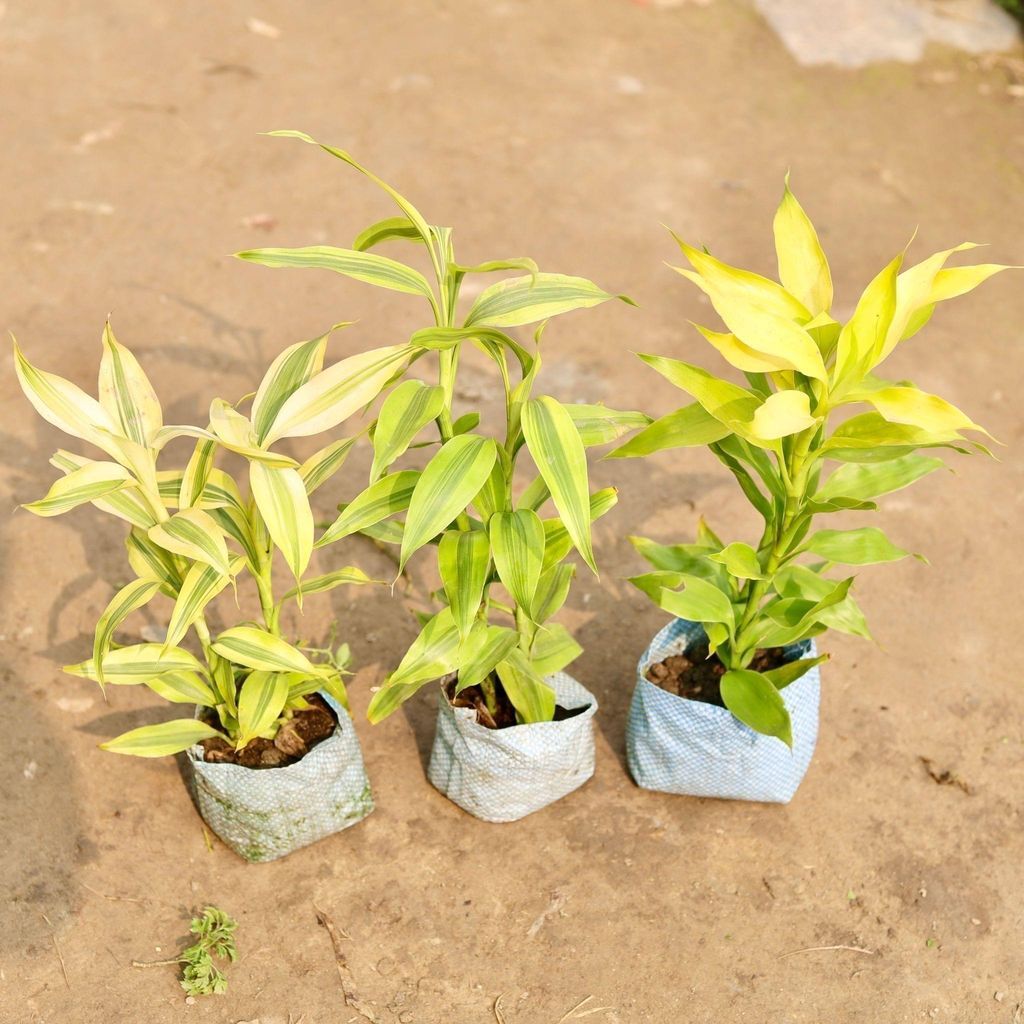 Buy Set of 3 - Lucky Bamboo in 4 Inch Nursery Bag Online | Urvann.com Set of 3 - Lucky Bamboo in 4 Inch Nursery Bag