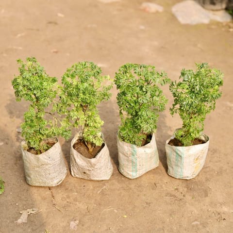 Set of 4 - Aralia Bush in 4 Inch Nursery Bag