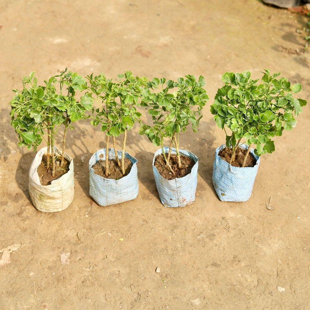 Buy Set of 4 - Aralia Ming in 5 Inch Nursery Bag Online | Urvann.com Set of 4 - Aralia Ming in 5 Inch Nursery Bag