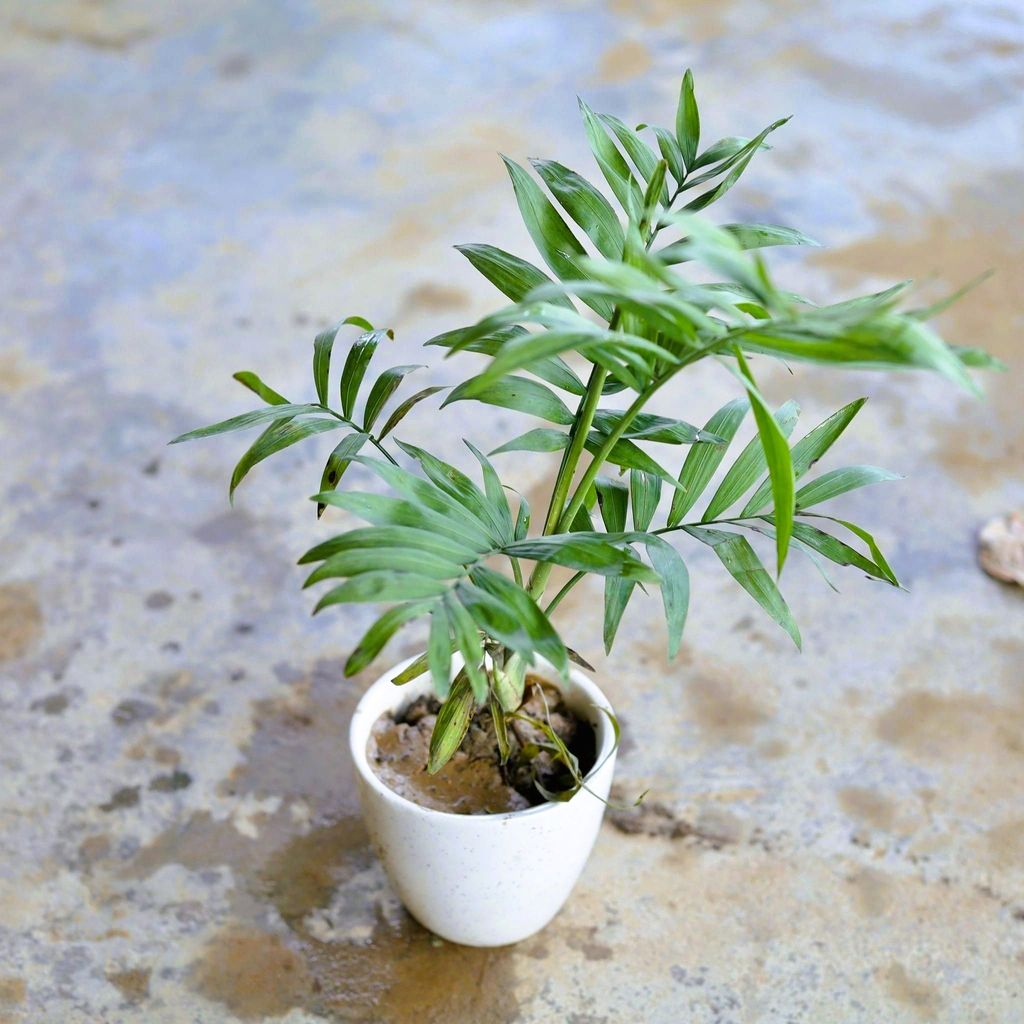 Chameadorea Palm in 4 Inch Ceramic Pot (any design)
