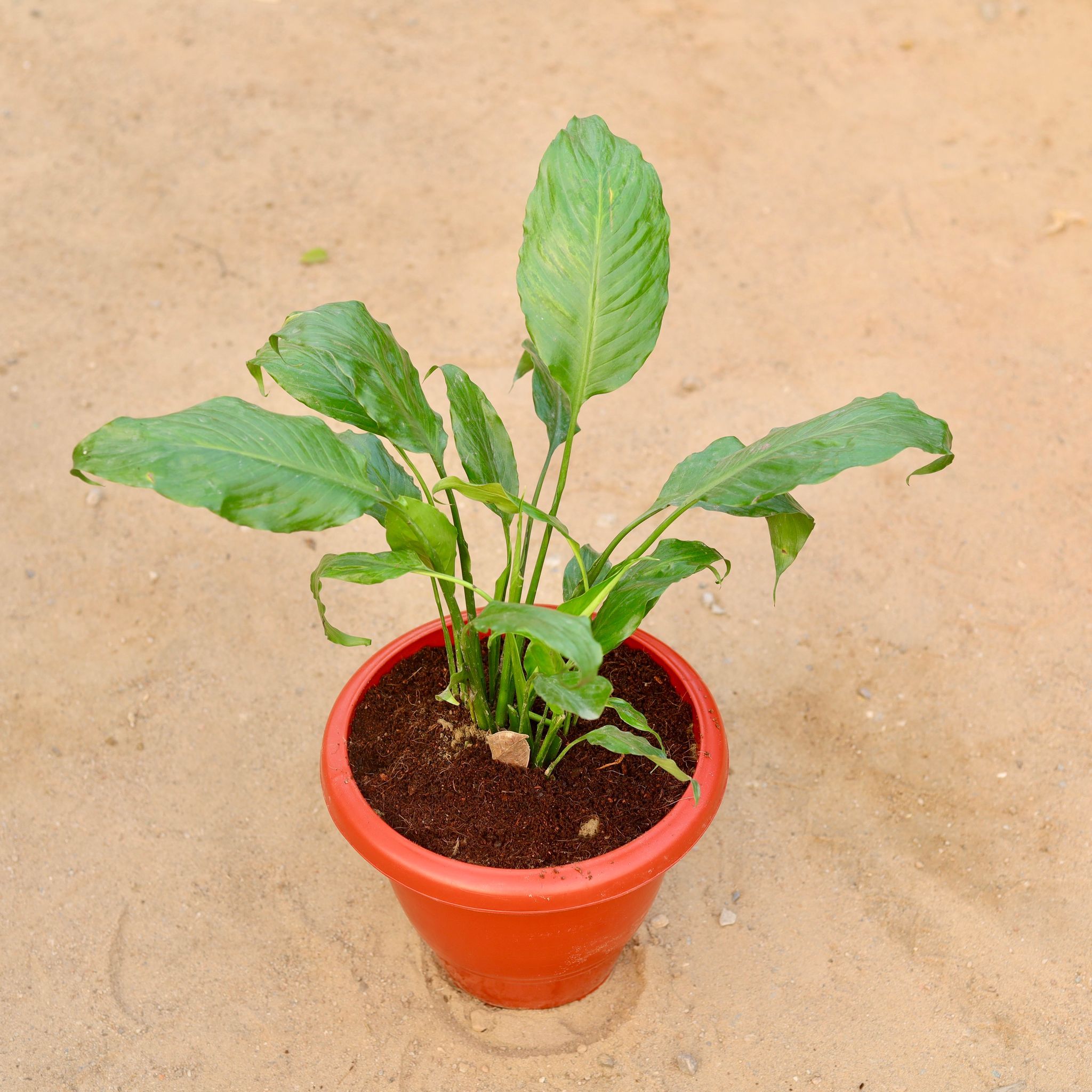 Peace Lily in 10 Inch Classy Red Plastic Pot