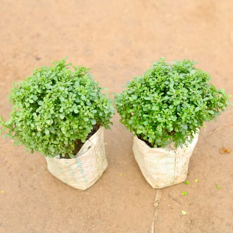 Set of 2 - Table Kamini in 5 Inch Nursery Bag