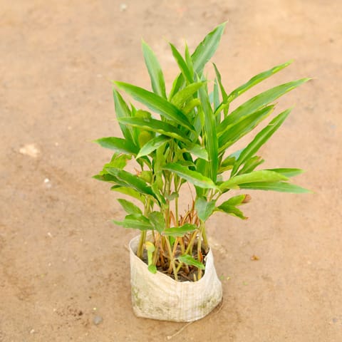 Elaichi / Cardamom in 5 Inch Live Fresh Plant Nursery Bag in Rohini Sector 34