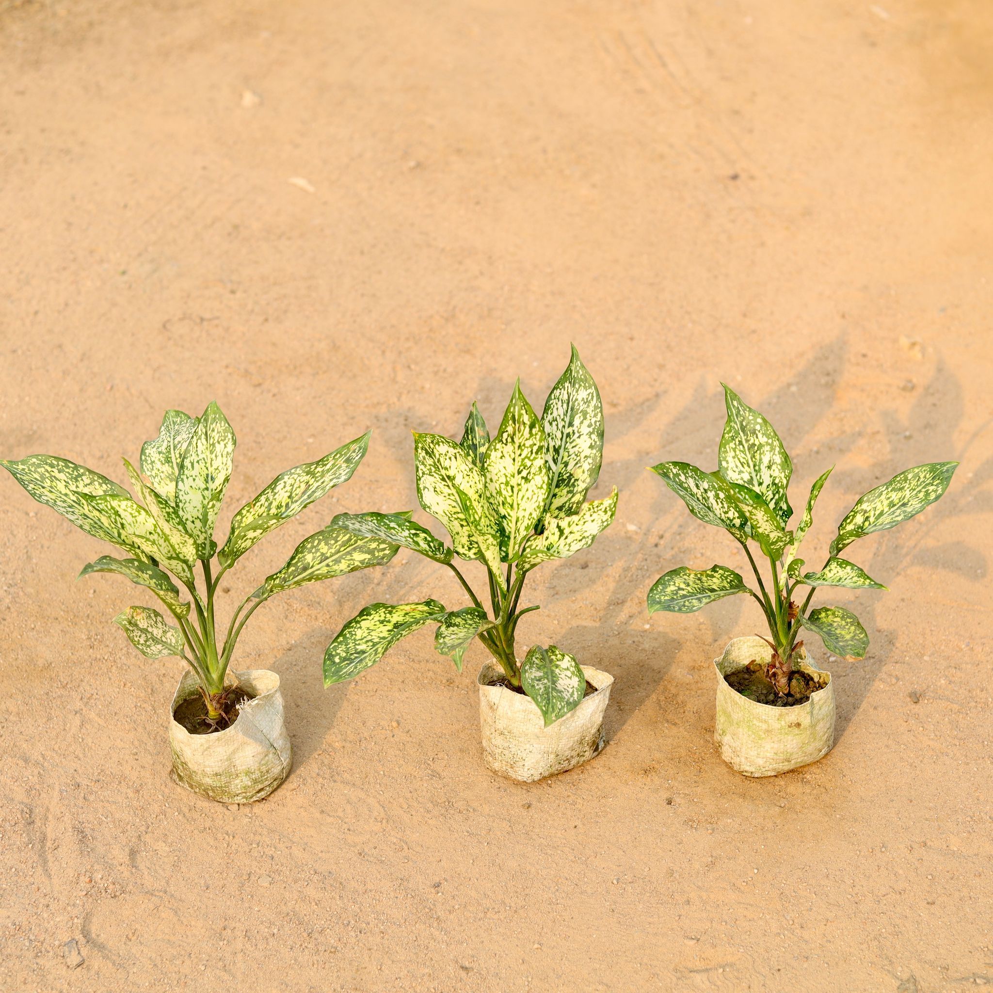 Set of 3 - Aglaonema Snow white in 5 Inch Nursery Bag