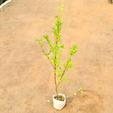 Cherry Fruit Plant (~ 3 Ft) in 5 Inch Nursery Bag