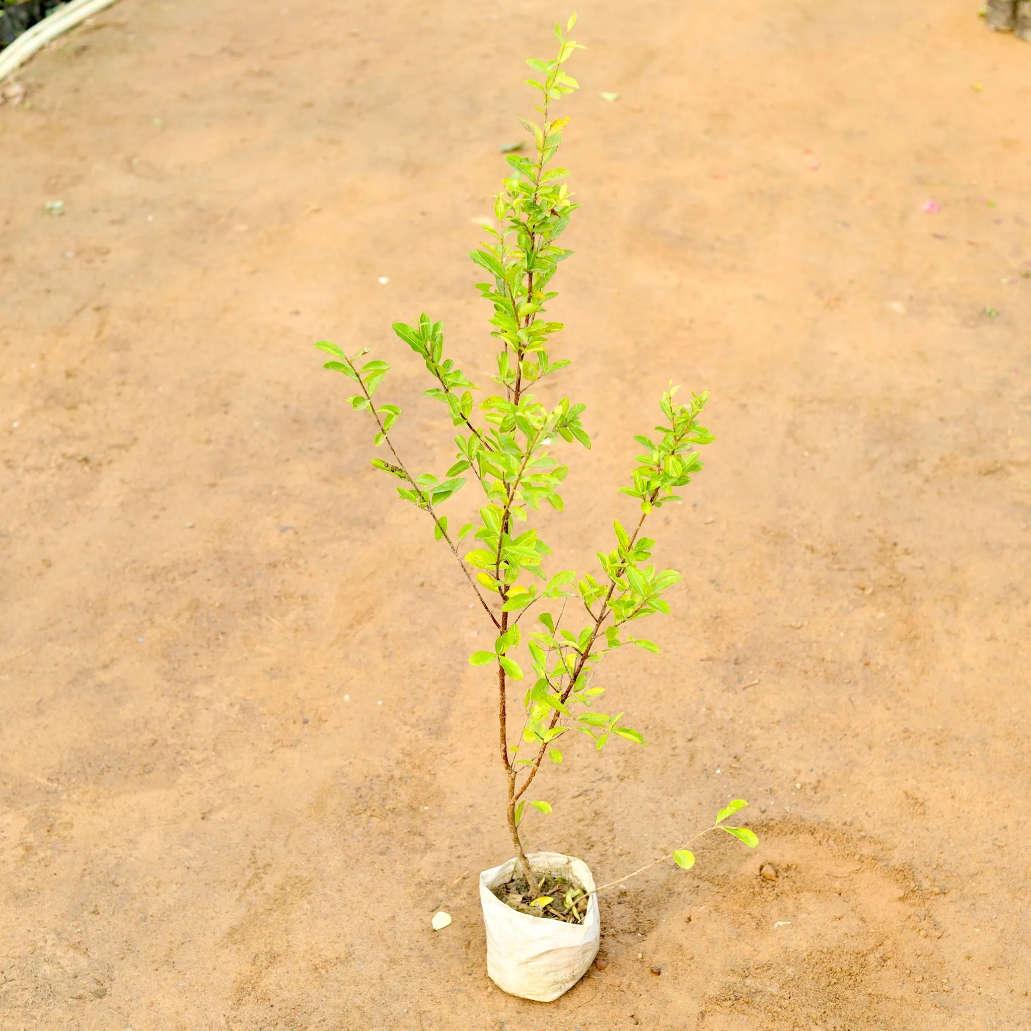 Cherry Fruit Plant (~ 3 Ft) in 5 Inch Nursery Bag