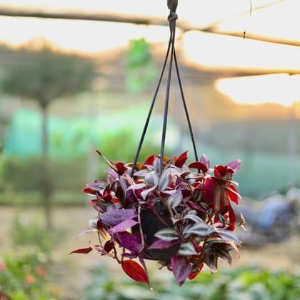 Buy Wandering Jew in 6 Inch Hanging Basket (any colour) Online | Urvann.com