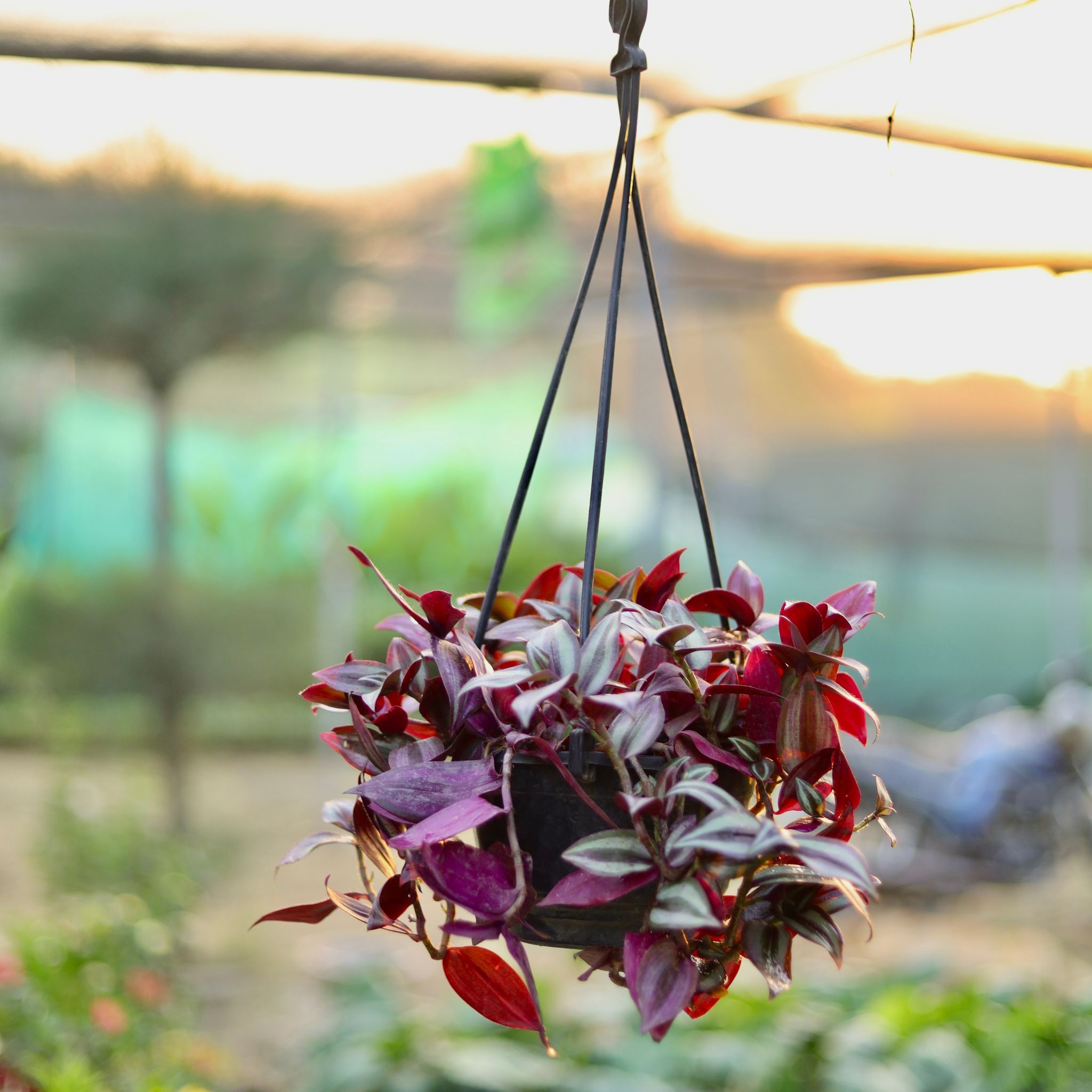 Wandering Jew in 6 Inch Hanging Basket (any colour)