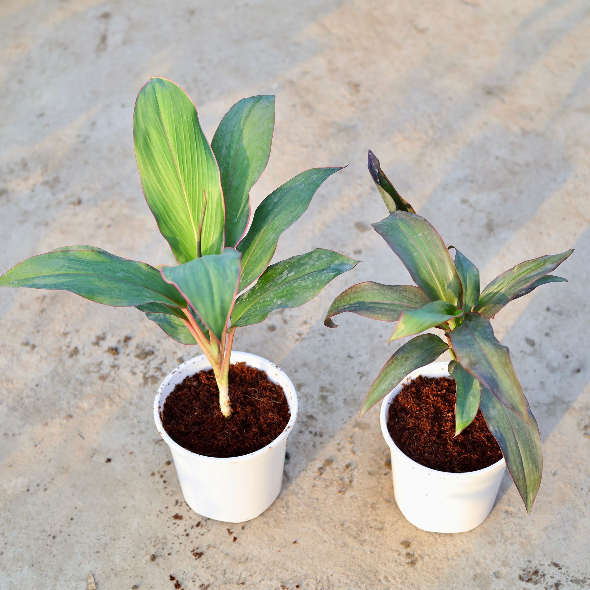 Set of 2 - Dracaena (Rosea & Kedarnath) in 6 Inch White Nursery Pot