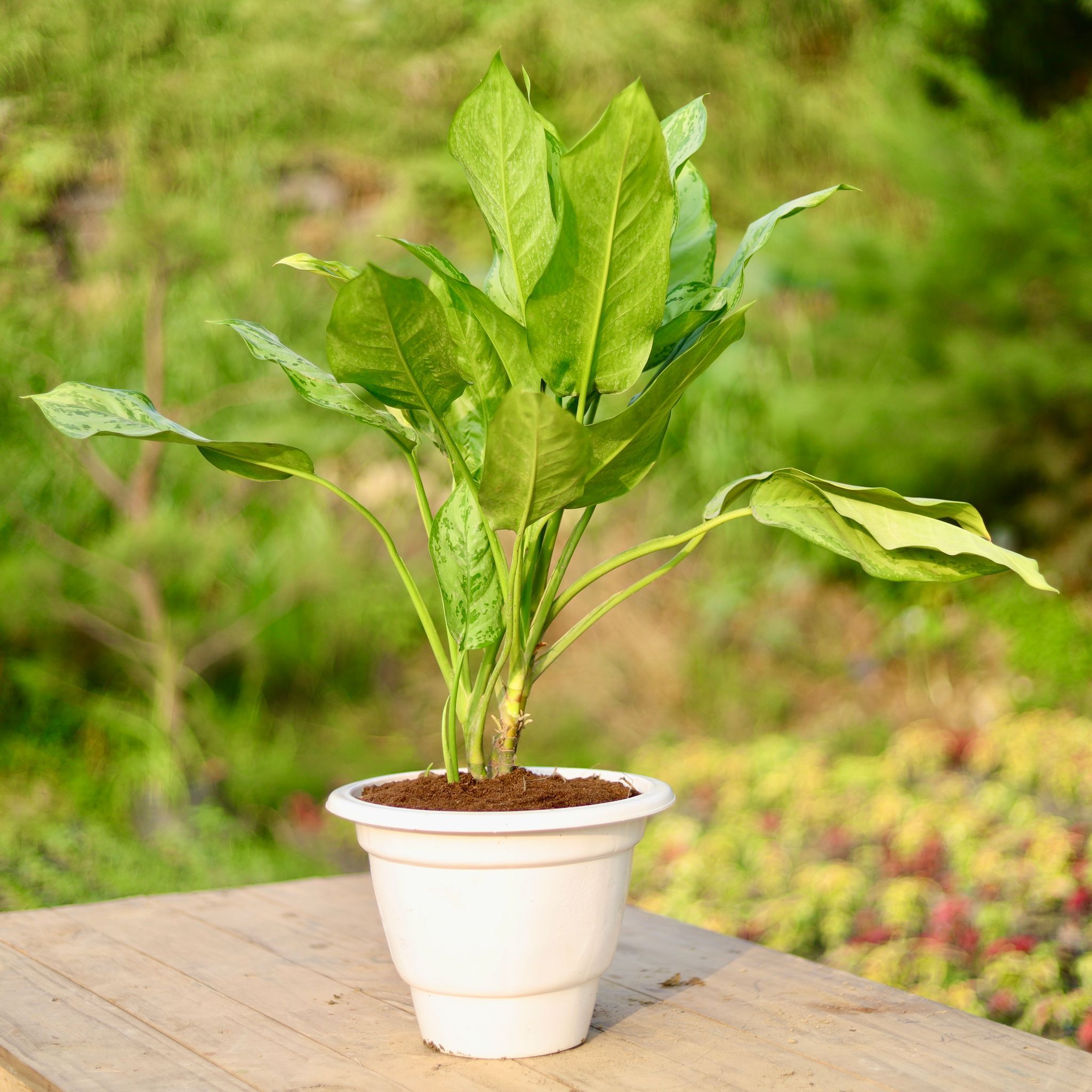 Aglaonema Maria Christina in 10 Inch Classy White Plastic Pot