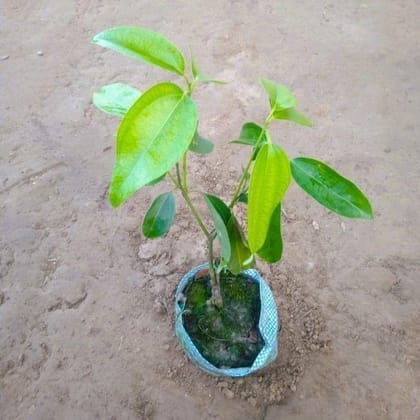 Buy Dalchini / Cinnamon Plant in 4 Inch Nursery Bag Online | Urvann.com