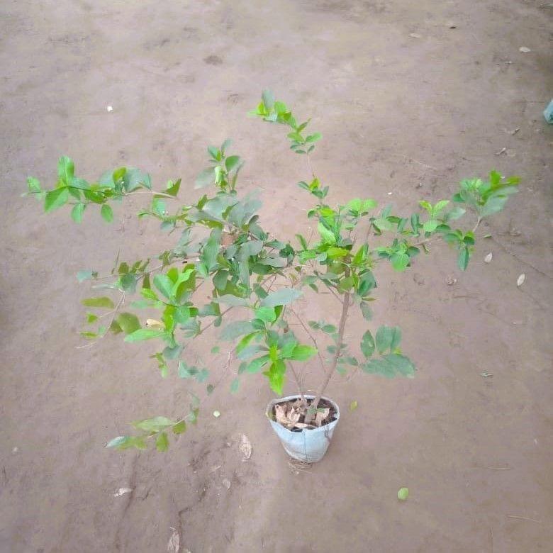 Cherry Plant in 6 Inch Nursery Bag