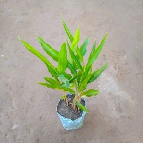 Cardamom / Elaichi Plant in 6 Inch Live Fresh Plant Nursery Bag in Rohini Sector 34