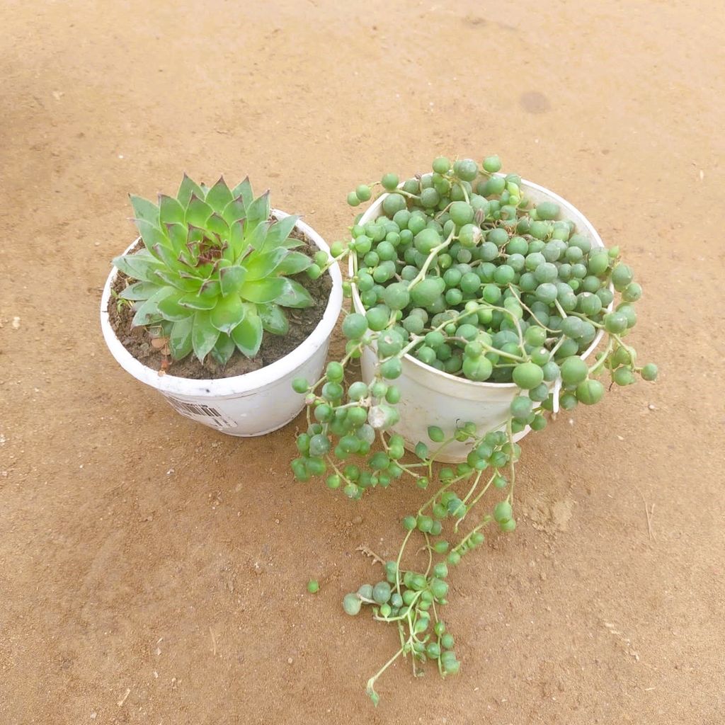 Set of 2 - Hens & chicks & string of Pearls Succulent in 3 Inch Nursery Pot