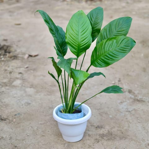 Peace Lily in 8 Inch Classy White Plastic Pot