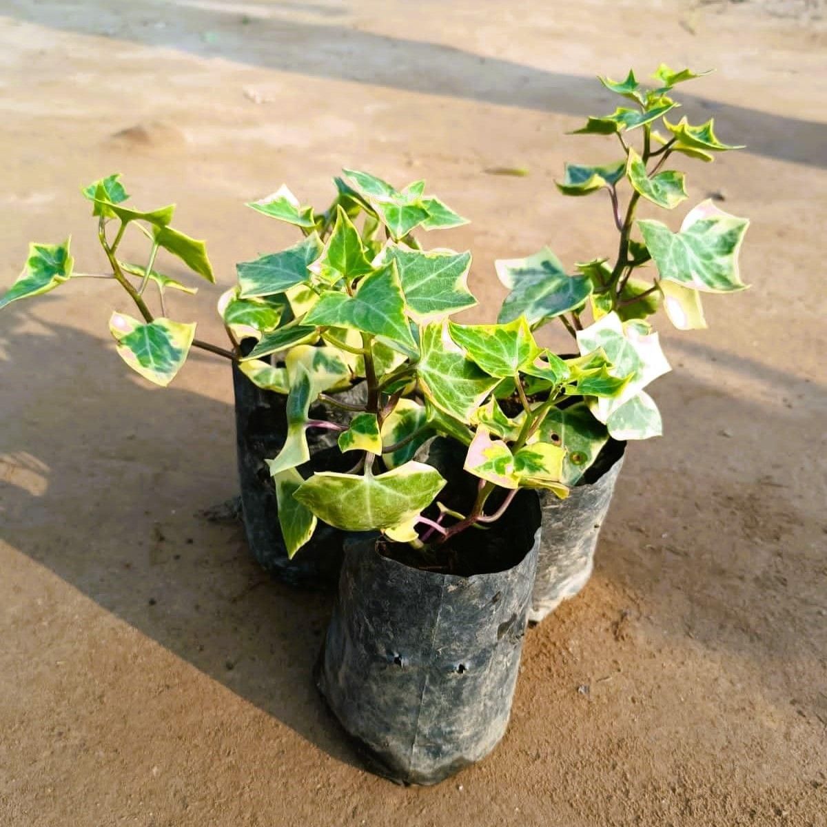 Set of 3 - English Ivy in 4 Inch Nursery Bag