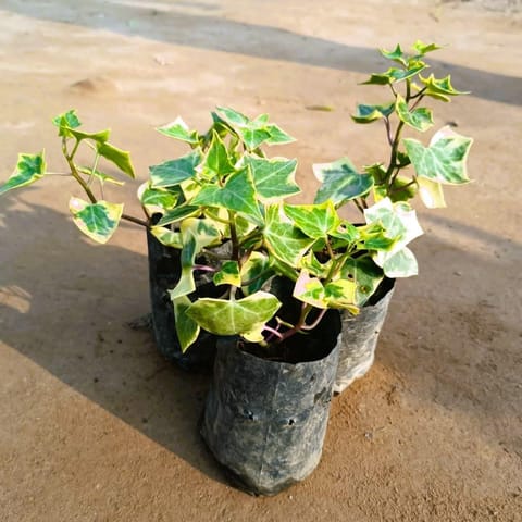 Set of 3 - English Ivy in 4 Inch Nursery Bag
