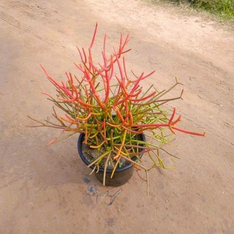 Firestick Pencil Cactus  in 8 Inch Nursery Pot