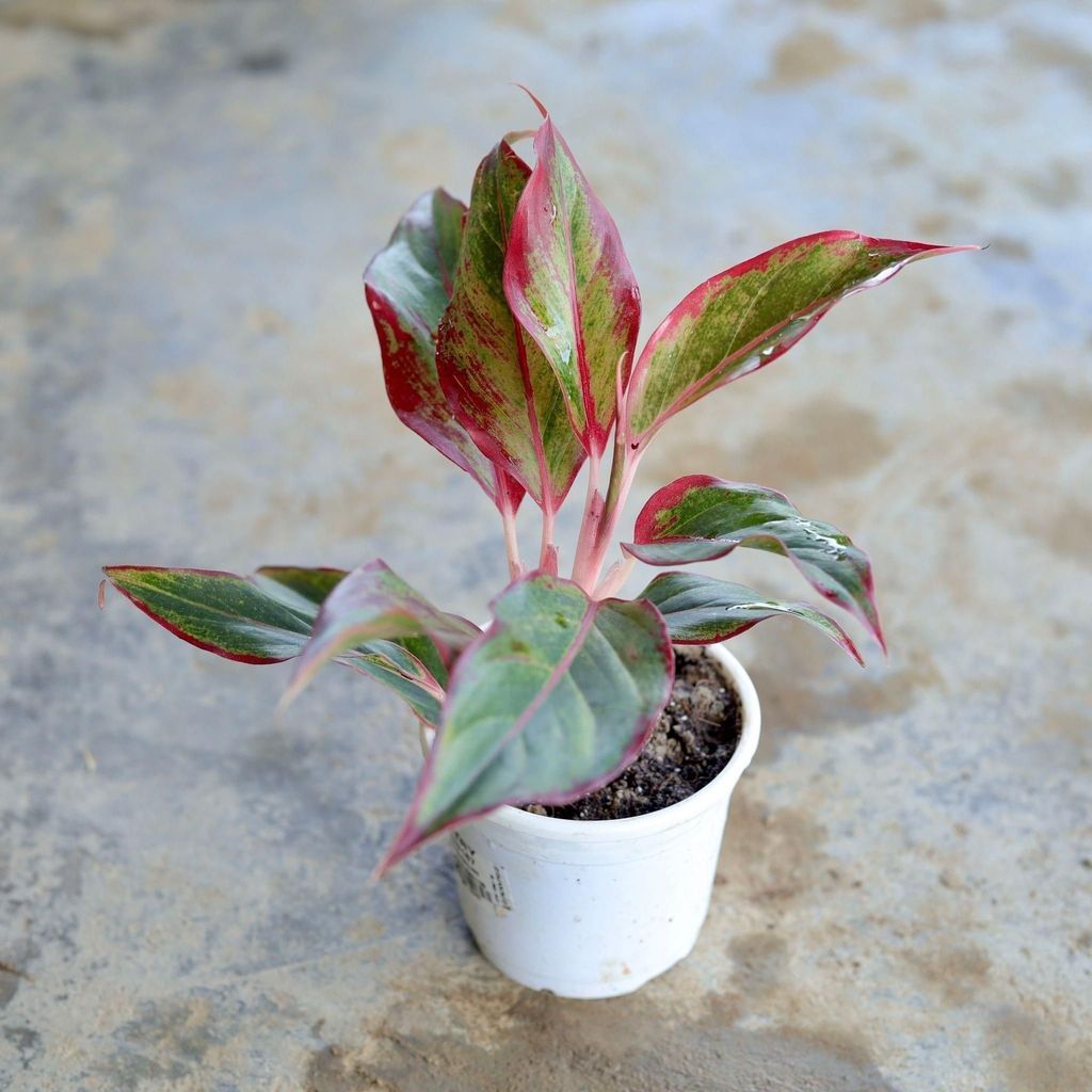 Aglaonema Pink Lipstick in 4 Inch White Nursery Pot Aglaonema Pink Lipstick in 4 Inch White Nursery Pot