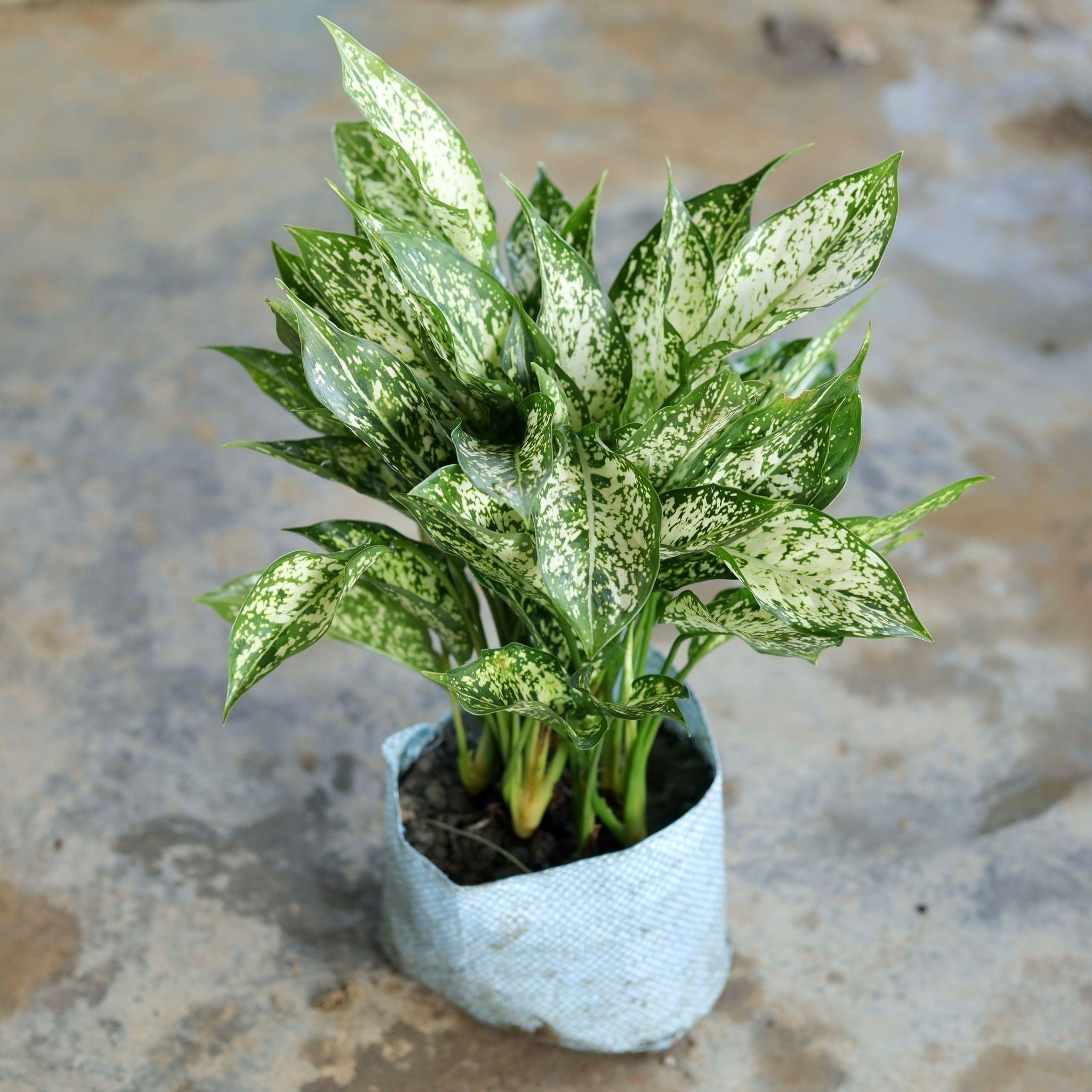 Aglaonema Snow White Multistem in 8 Inch Nursery Bag