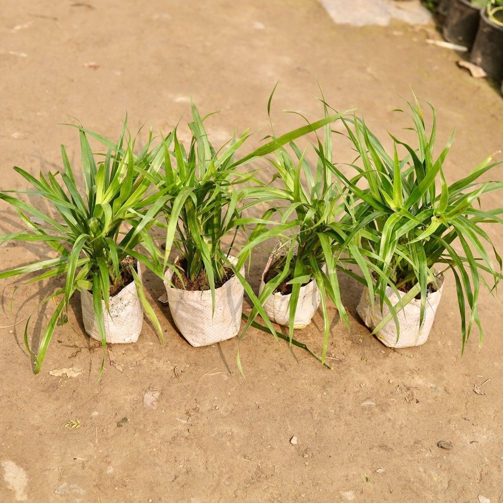 Buy set of 4 dracaena green in 5 Inch Nursery Bag Online | Urvann.com set of 4 dracaena green in 5 Inch Nursery Bag