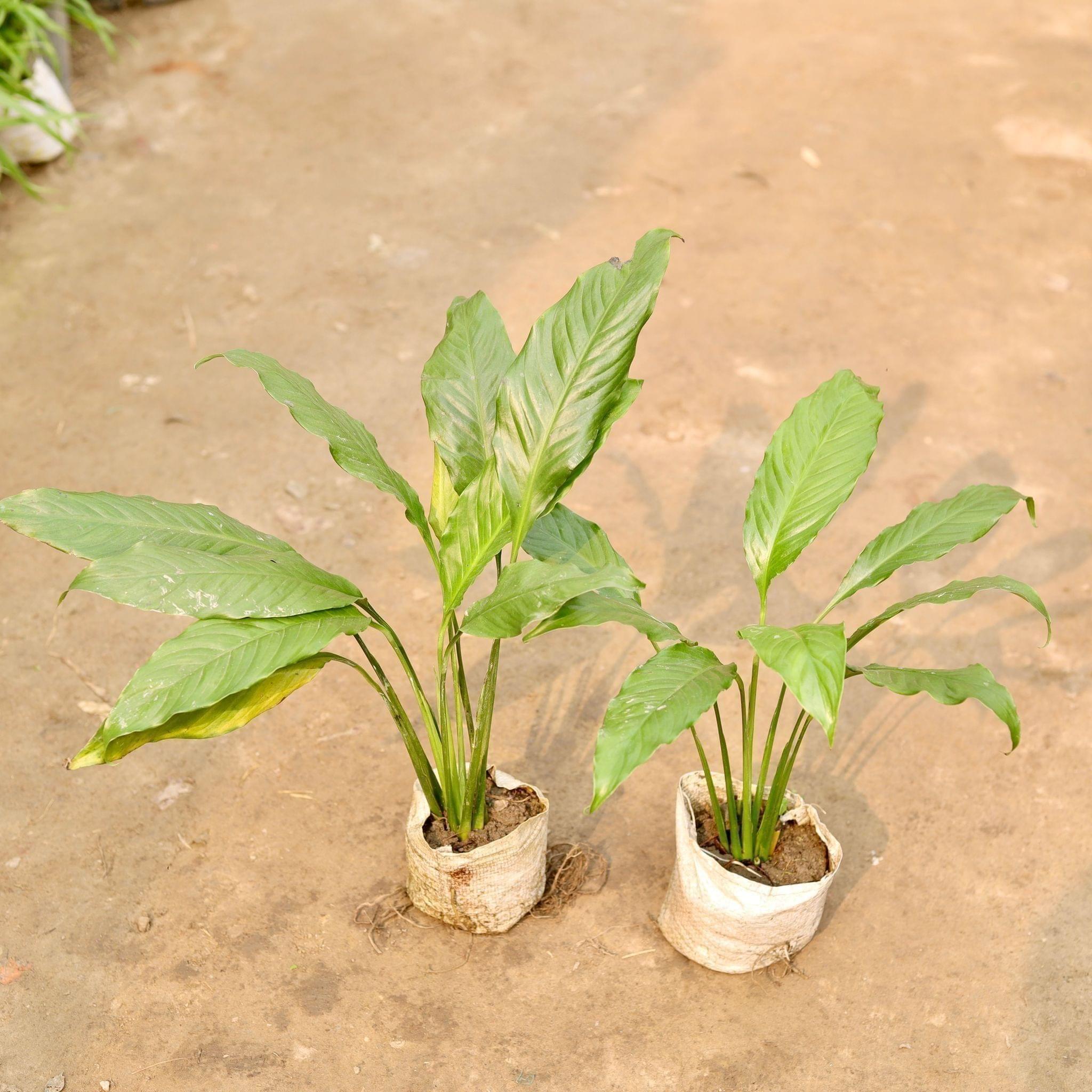 Set of 2 - Peace Lily in 5 Inch Nursery Bag