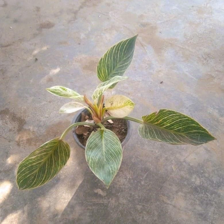 Philodendron Birkin in 5 Inch Nursery Pot
