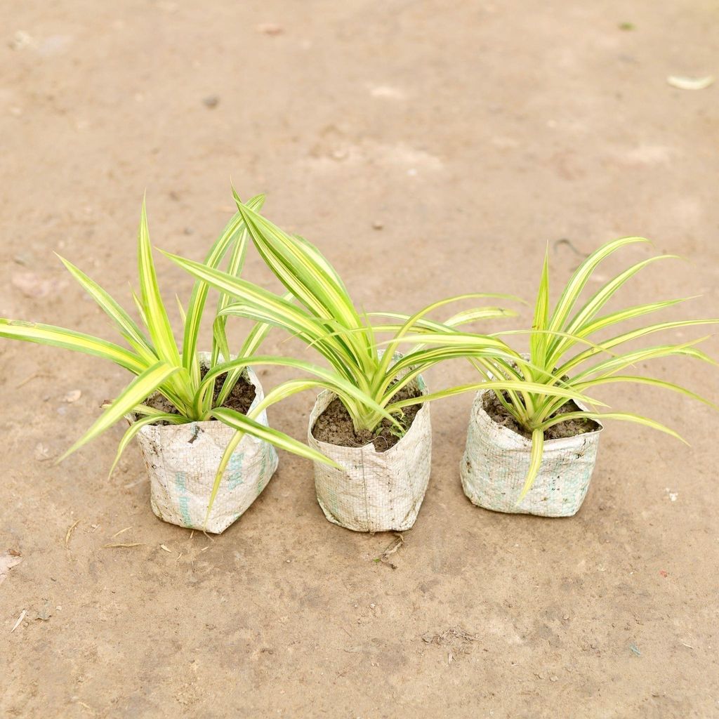 Set of 3 - Golden Spider in 5 Inch Nursery Bag