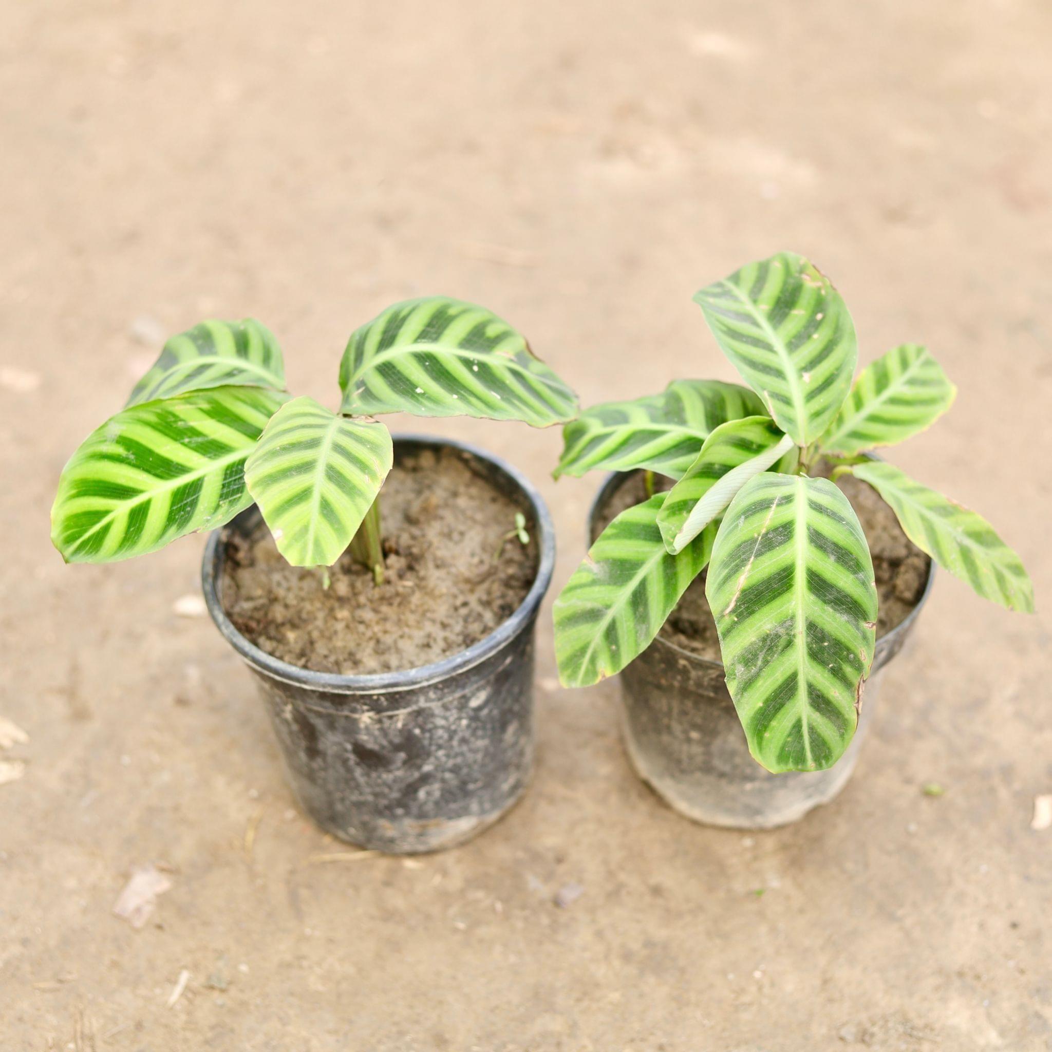Set of 2 - Calathea Maranta Plant in 6 Inch Nursery Pot