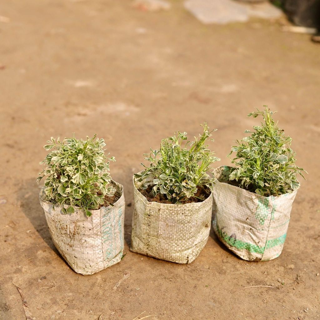 Set of 3 - Aralia Variegated White in 5 Inch Nursery Bag
