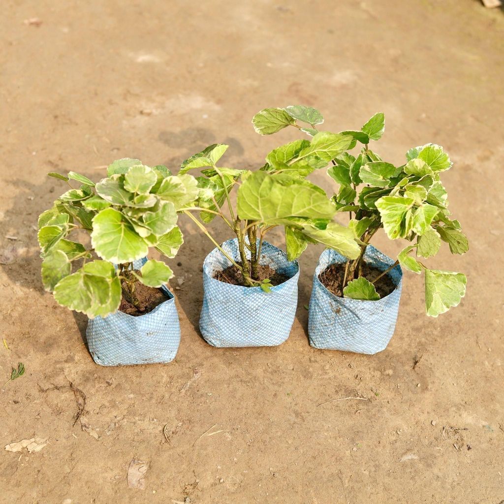 Buy Set of 3 - Aralia Apple in 4 Inch Nursery Bag Online | Urvann.com Set of 3 - Aralia Apple in 4 Inch Nursery Bag
