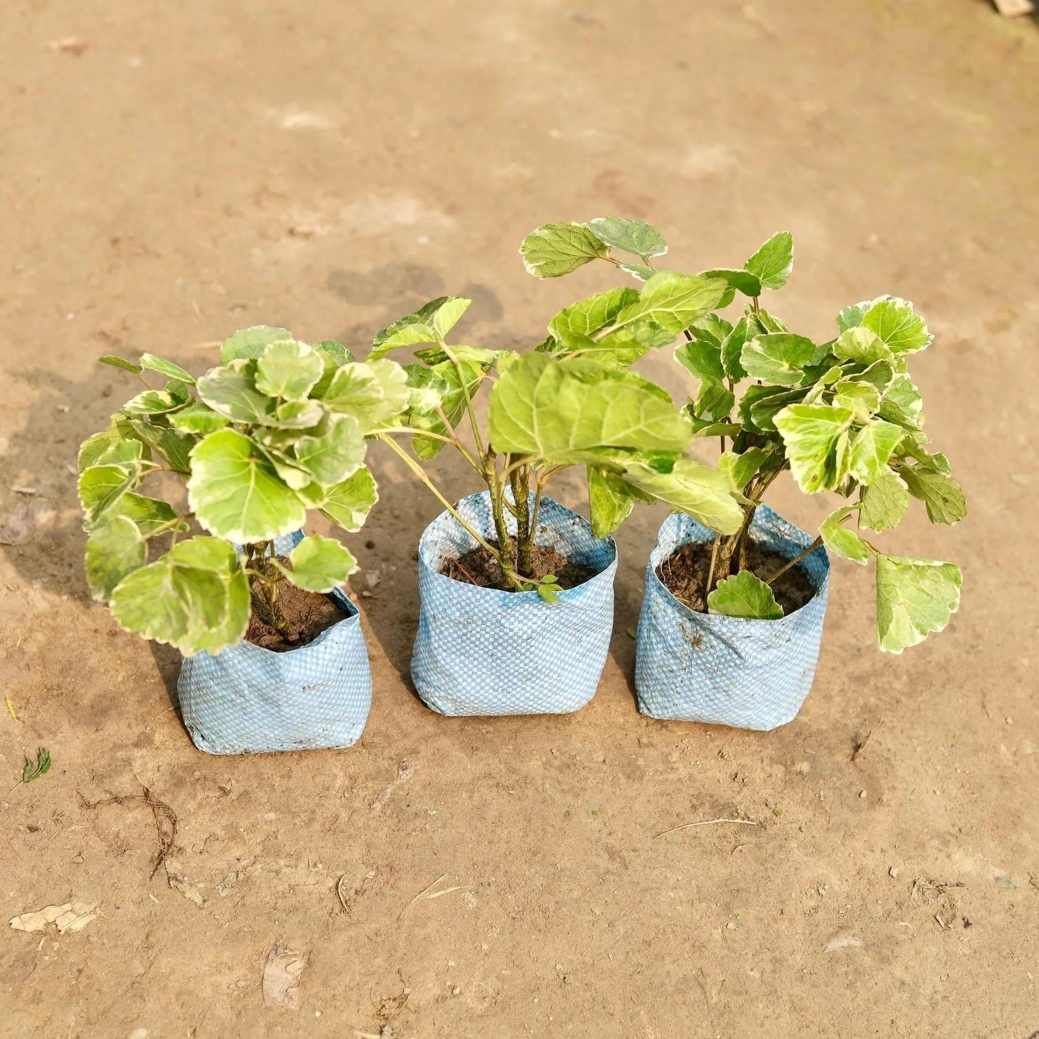 Set of 3 - Aralia Apple in 4 Inch Nursery Bag