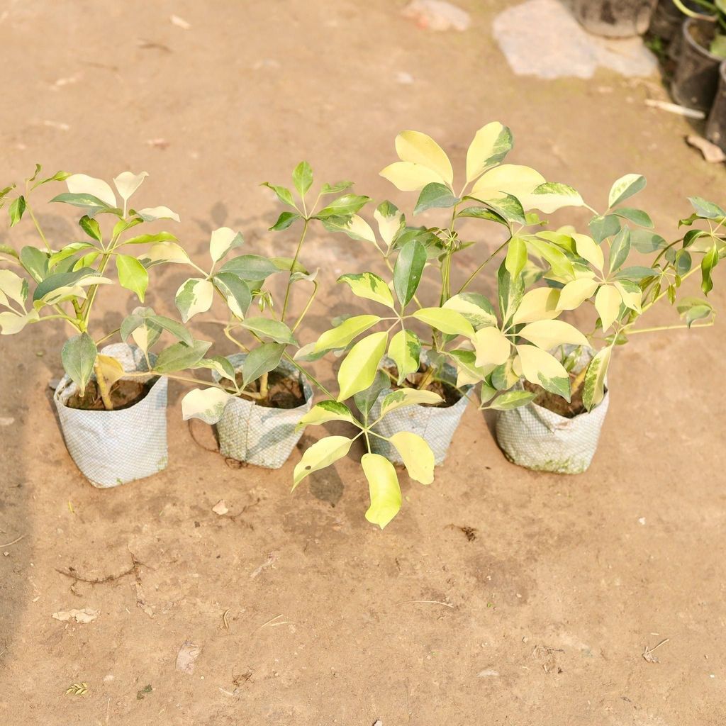 Set of 4 - Schefflera Brassia in 5 Inch Nursery Bag