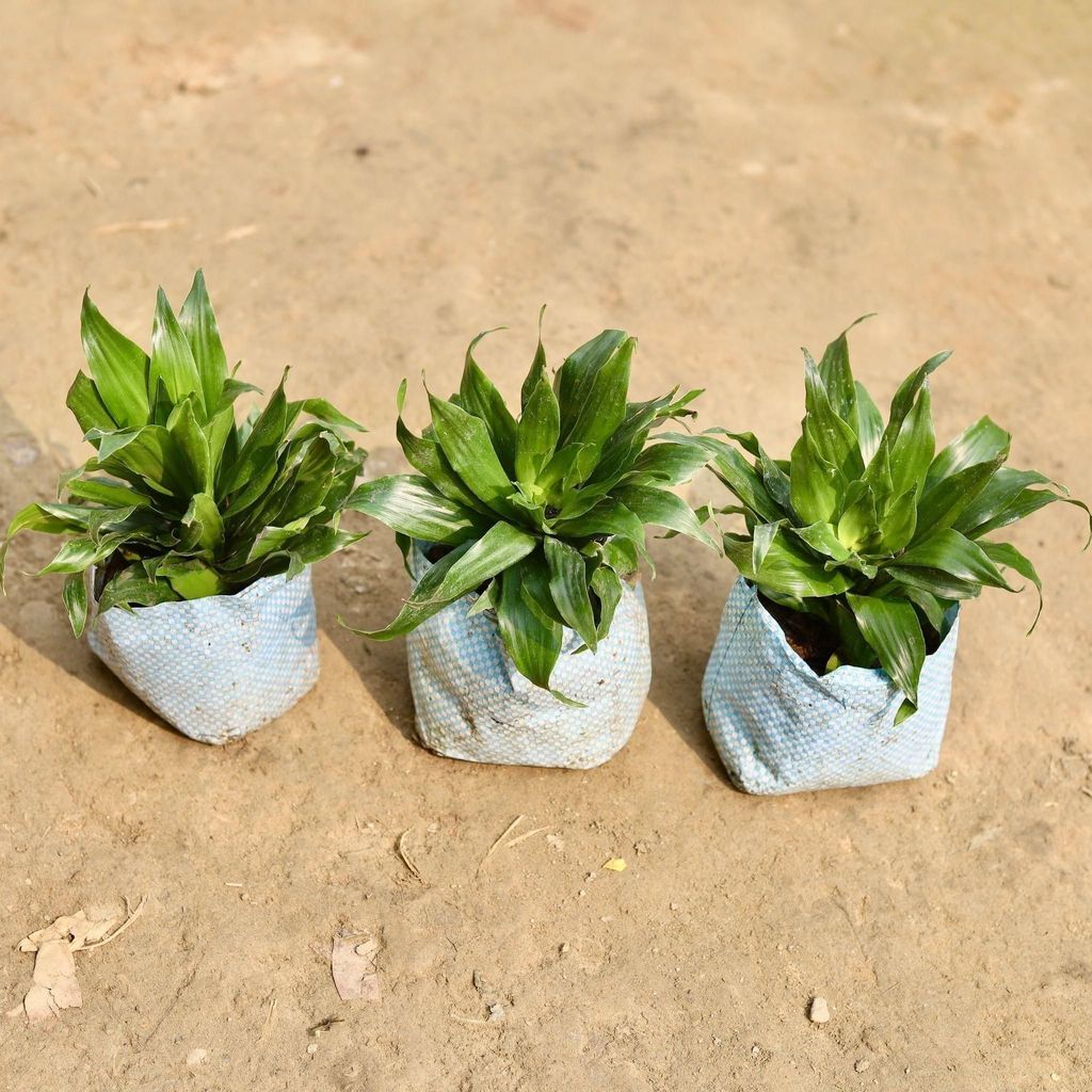 Set of 3 - Dracaena Compacta in 5 Inch Nursery Bag