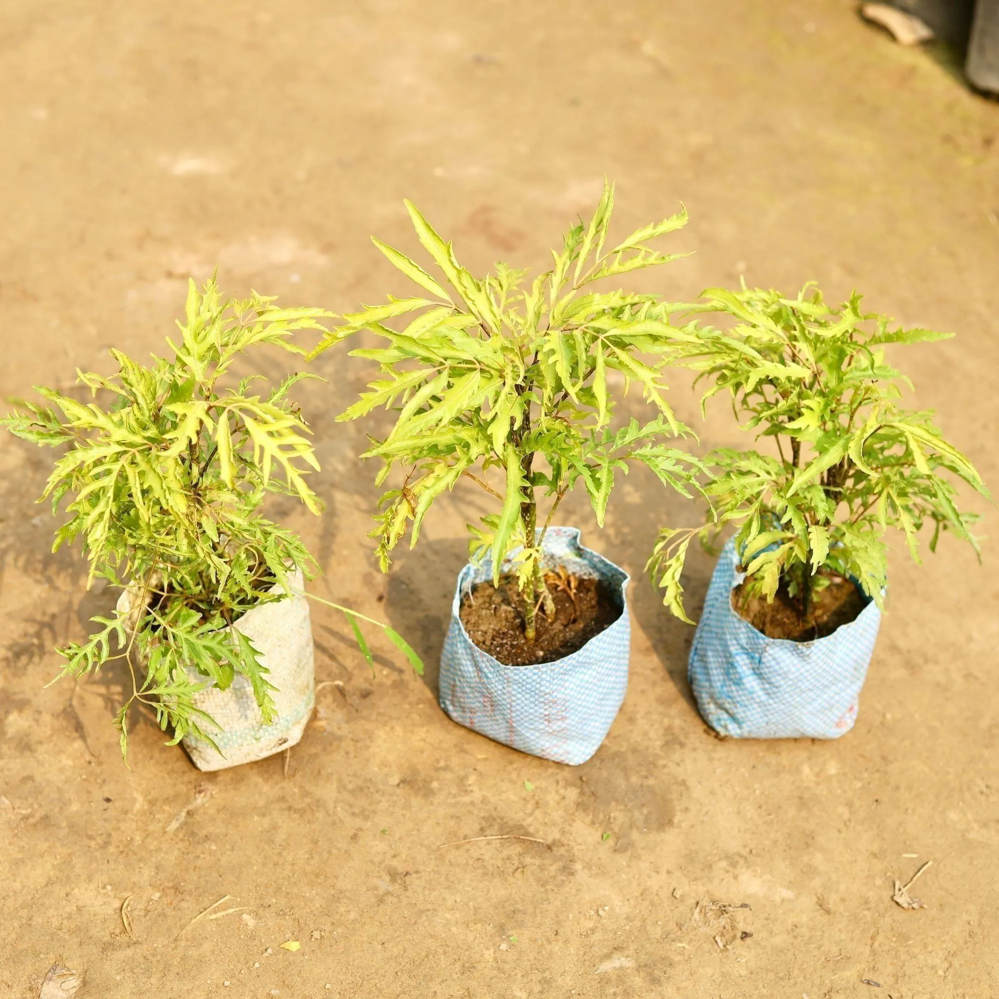 Set of 3 - Aralia Neem in 5 Inch Nursery Bag