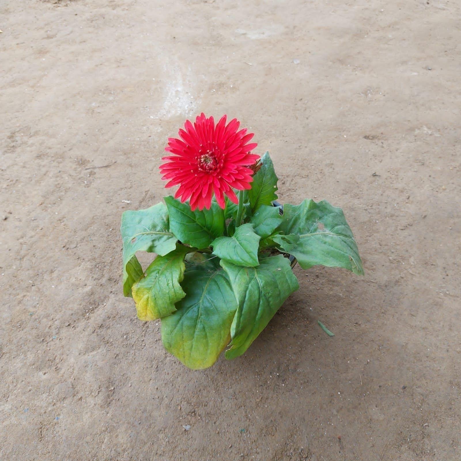 Gerbera (any colour) in 6 Inch Nursery pot