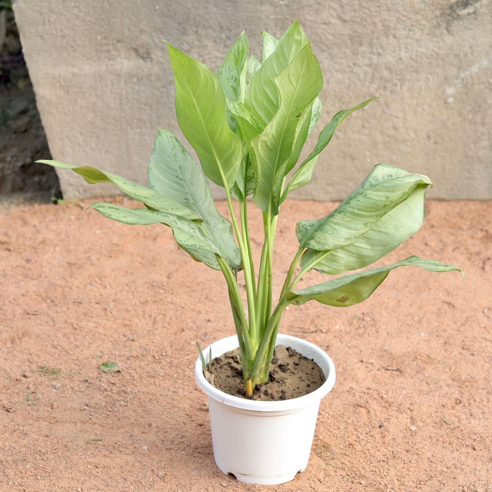 Aglaonema in 10 Inch White Nursery Pot