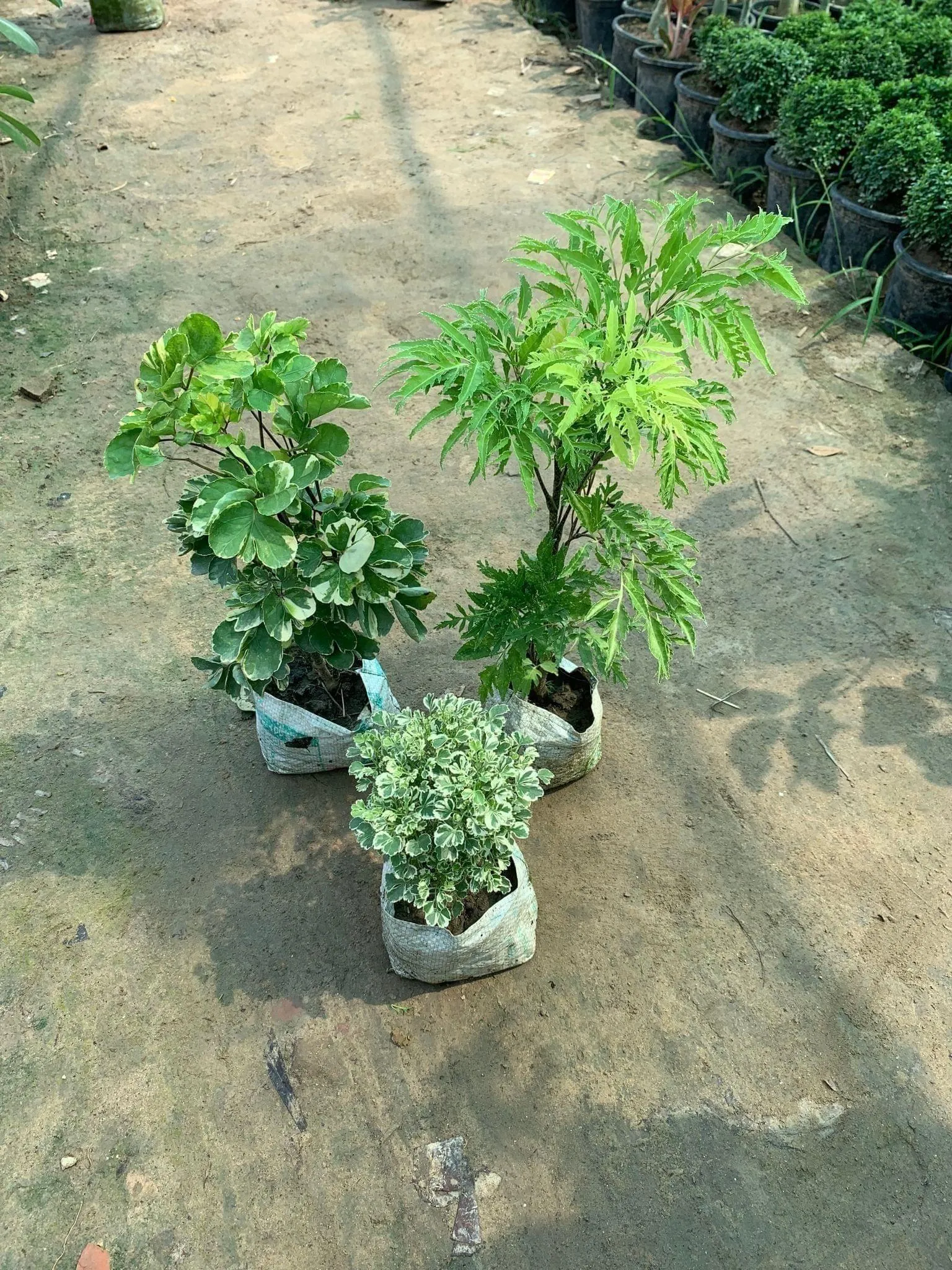 Set of 3 Aralias in 5 Inch Nursery Bag